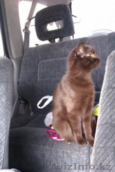 Британские плюшевые котятки! - Изображение #3, Объявление #754352