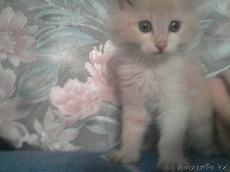 Симпатичные котята дворовой породы - Изображение #2, Объявление #749478