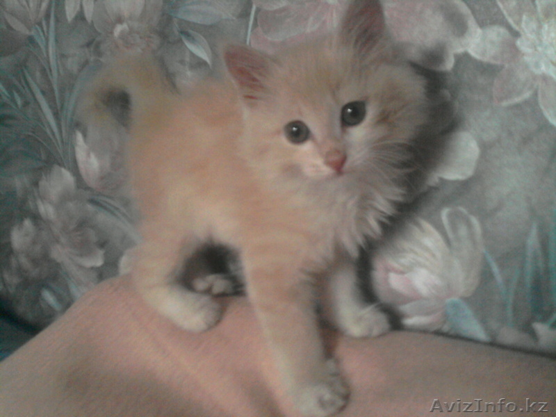 Симпатичные котята дворовой породы - Изображение #1, Объявление #749478