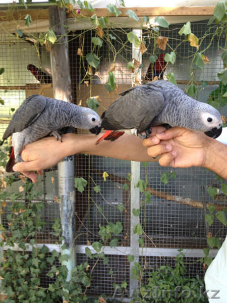 Продам Экзотических попугаев Большой ассортимент. - Изображение #10, Объявление #752835