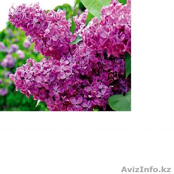 Сирень каллированная, саженцы - Изображение #6, Объявление #763340