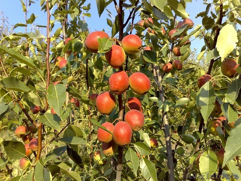 Груши каллированные, саженцы груши - Изображение #3, Объявление #763330