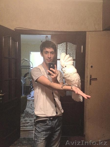 Продам Экзотических попугаев Большой ассортимент. - Изображение #4, Объявление #752835