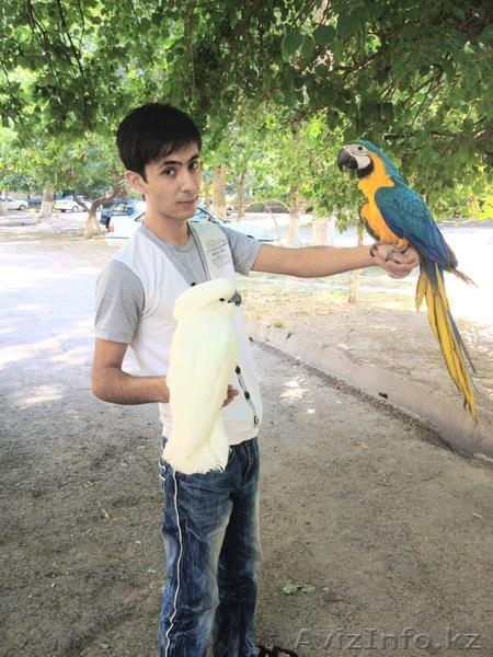Продам Экзотических попугаев Большой ассортимент. - Изображение #3, Объявление #752835