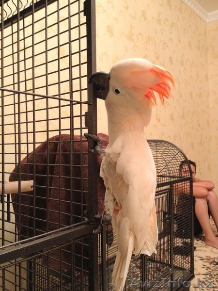 Продам Экзотических попугаев Большой ассортимент. - Изображение #7, Объявление #752835