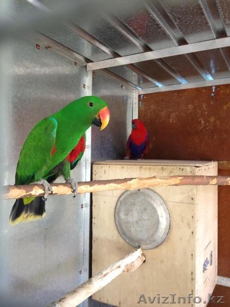 Продам Экзотических попугаев Большой ассортимент. - Изображение #6, Объявление #752835