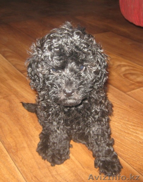 пудель карликовый - Изображение #1, Объявление #753237