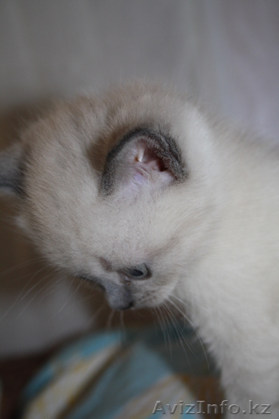 шотландский прямоухий котенок - Изображение #4, Объявление #755233