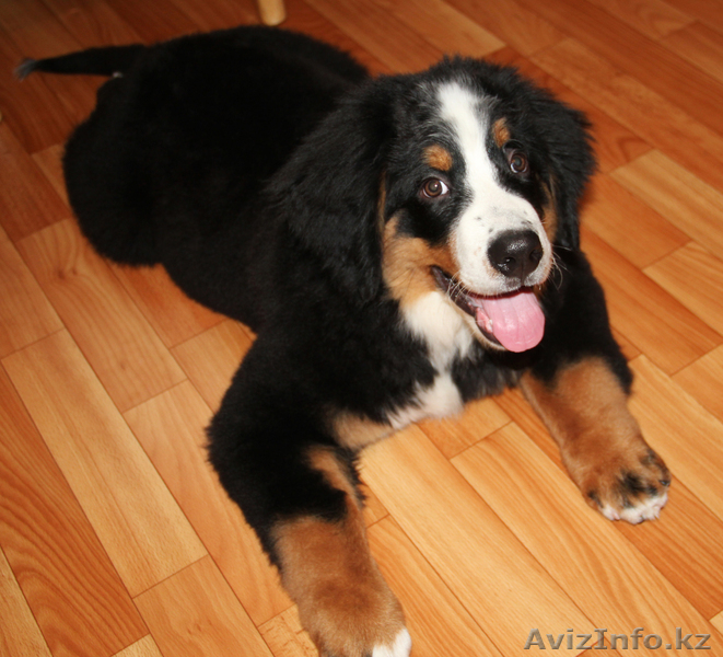 Продам щенка породы бернский зенненхунд, мальчик - Изображение #3, Объявление #764570