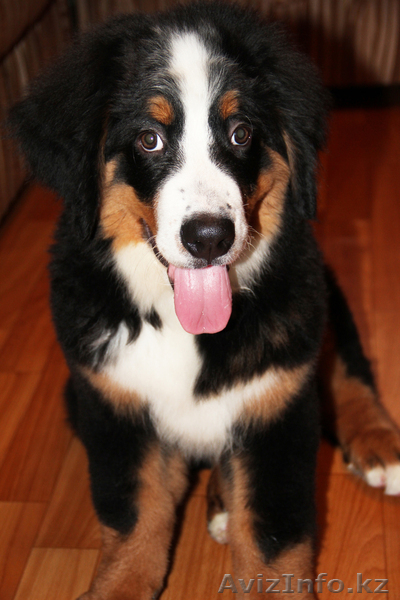 Продам щенка породы бернский зенненхунд, мальчик - Изображение #1, Объявление #764570
