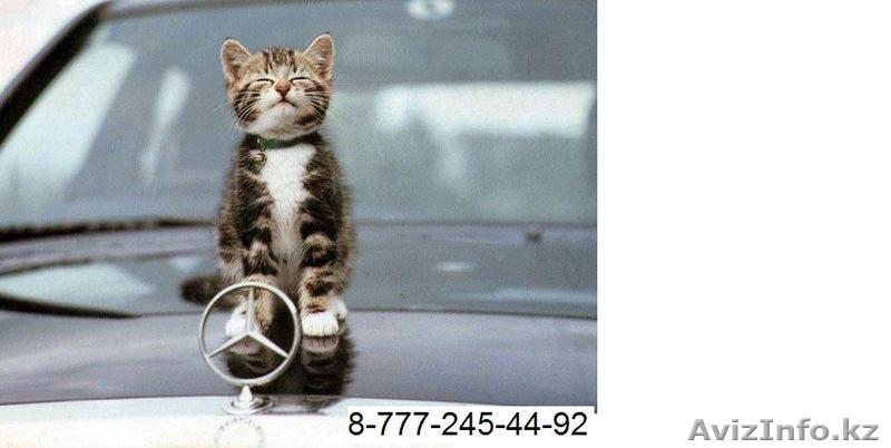 ЗооТакси  - Изображение #2, Объявление #583033