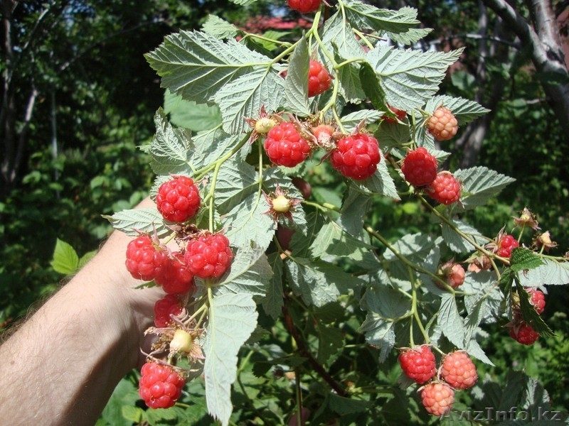 Малина Бабье лето, смородина, крыжовник рассада - Изображение #5, Объявление #763329