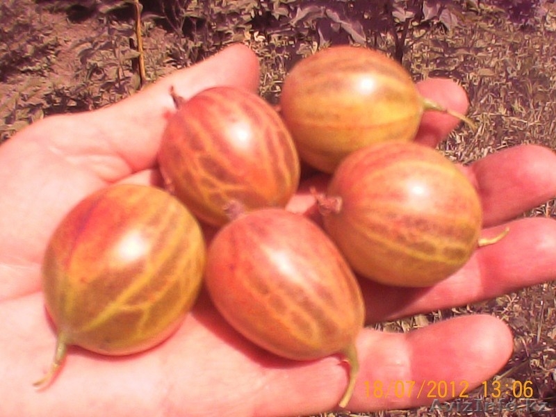 Малина Бабье лето, смородина, крыжовник рассада - Изображение #8, Объявление #763329