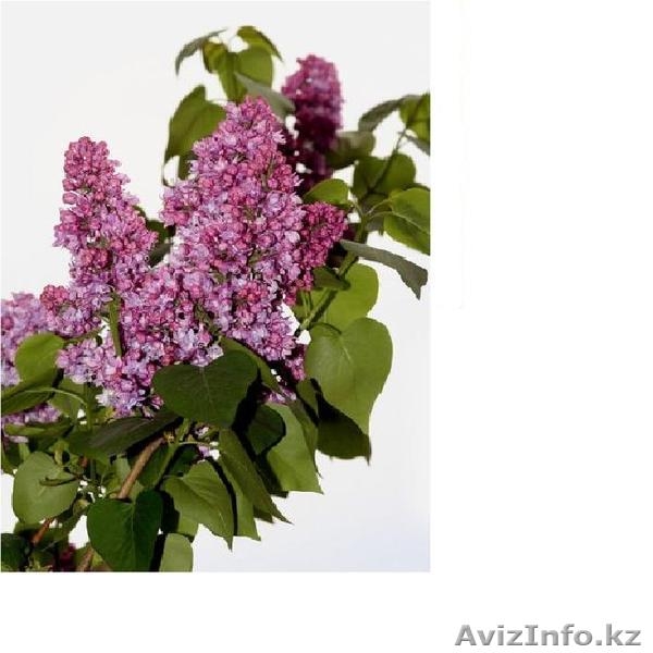 Сирень каллированная, саженцы - Изображение #5, Объявление #763340