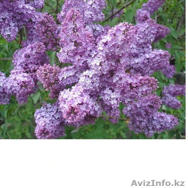 Сирень каллированная, саженцы - Изображение #3, Объявление #763340