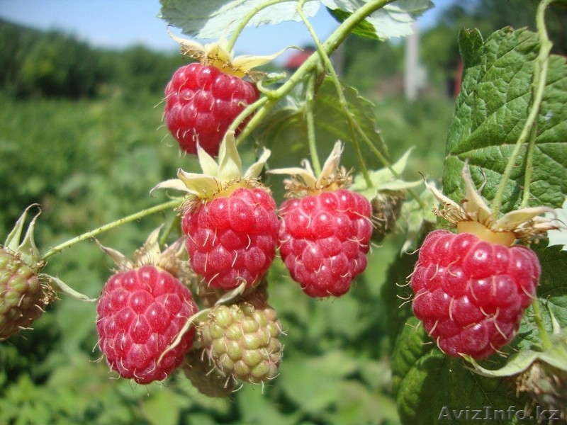 Малина Бабье лето, смородина, крыжовник рассада - Изображение #4, Объявление #763329