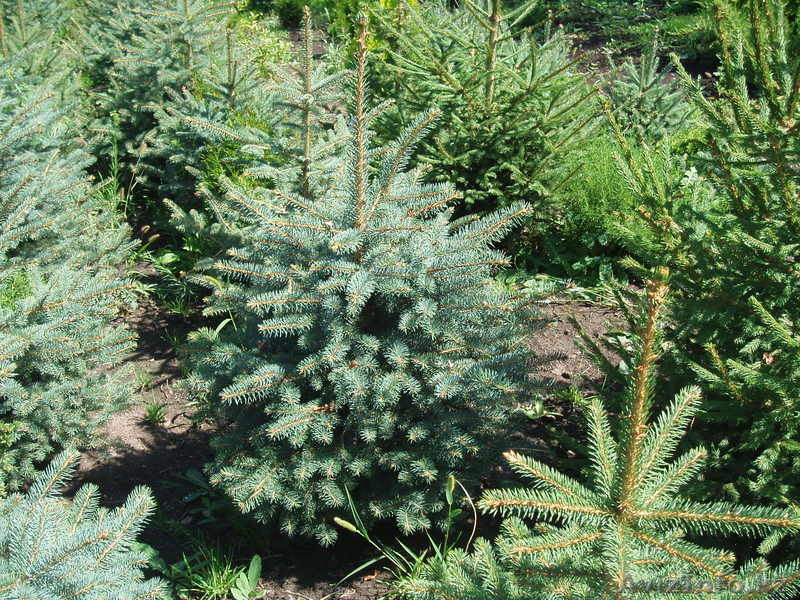 Озеленение и ландшафтный дизайн. Реализация садовых растений - Изображение #3, Объявление #753044