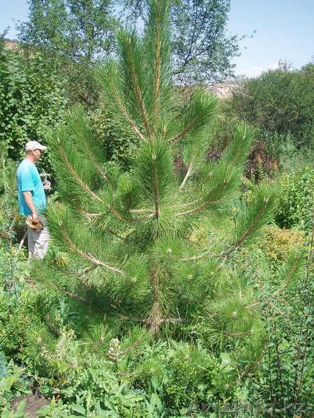Озеленение и ландшафтный дизайн. Реализация садовых растений - Изображение #6, Объявление #753044