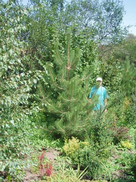 Озеленение и ландшафтный дизайн. Реализация садовых растений - Изображение #4, Объявление #753044