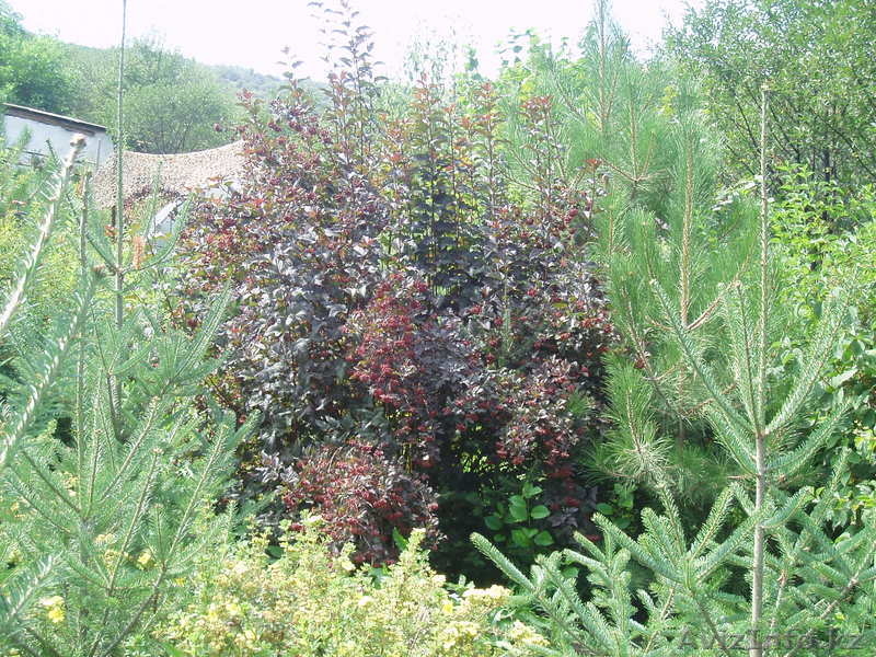 Озеленение и ландшафтный дизайн. Реализация садовых растений - Изображение #5, Объявление #753044