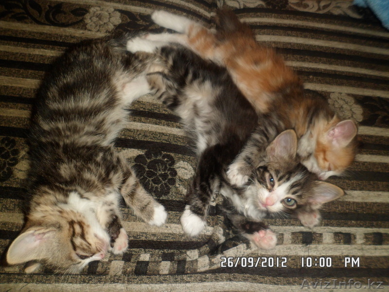 Отдам сибирских котят, за символическую плату - Изображение #4, Объявление #762988