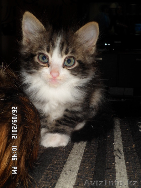 Отдам сибирских котят, за символическую плату - Изображение #7, Объявление #762988