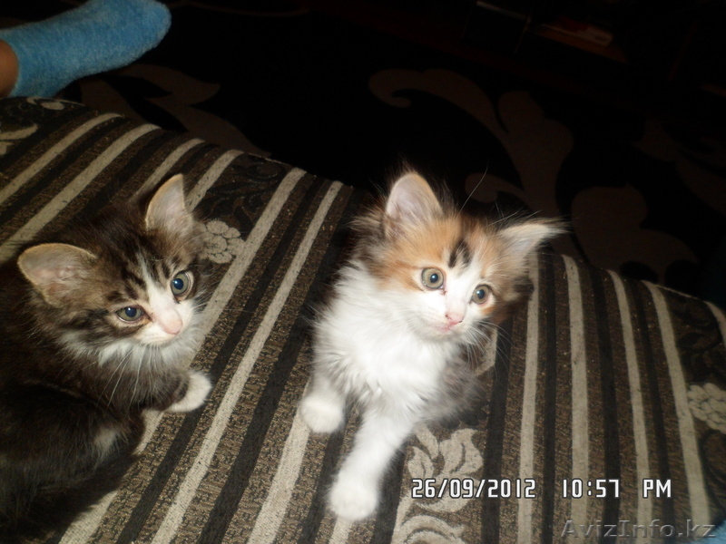 Отдам сибирских котят, за символическую плату - Изображение #1, Объявление #762988