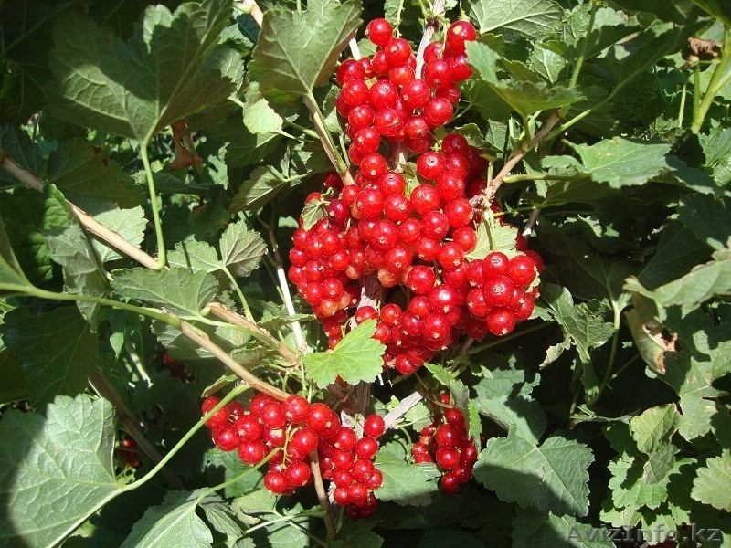 Малина Бабье лето, смородина, крыжовник рассада - Изображение #7, Объявление #763329