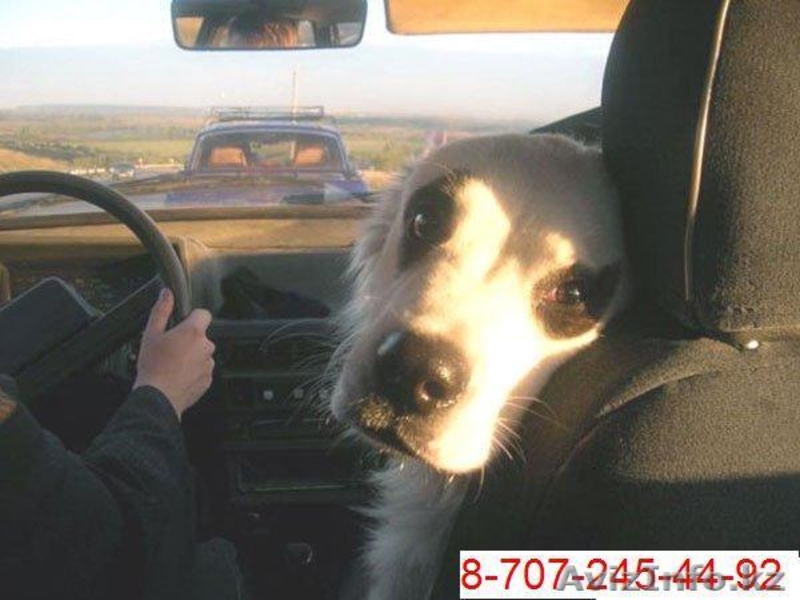 ЗооТакси  - Изображение #1, Объявление #583033