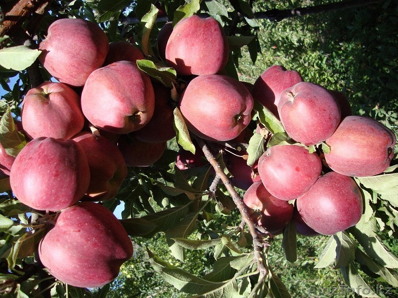 Яблони каллированные, саженцы - Изображение #9, Объявление #763337