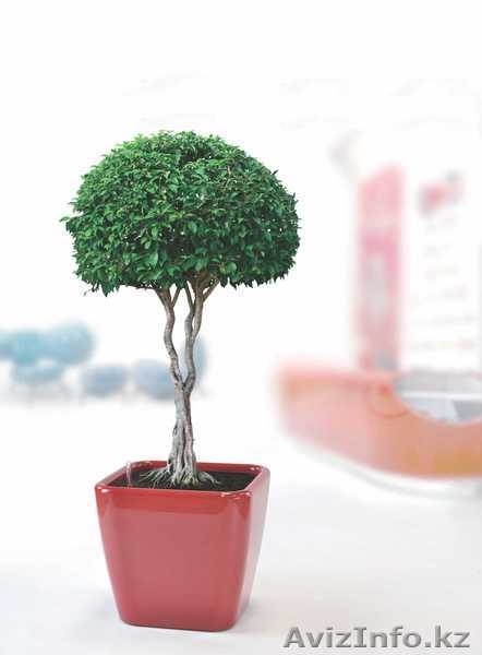 Вазоны (кашпо, горшки) с автоматической системой полива - Изображение #4, Объявление #754788