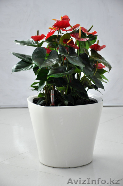 Вазоны (кашпо, горшки) с автоматической системой полива - Изображение #3, Объявление #754788