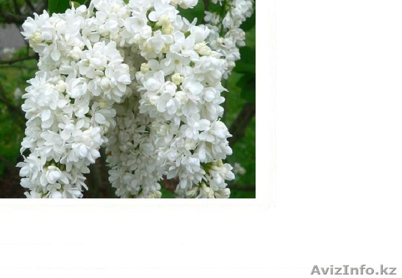 Сирень каллированная, саженцы - Изображение #4, Объявление #763340