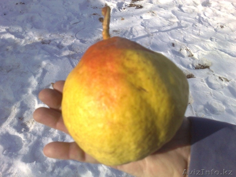 Груши каллированные, саженцы груши - Изображение #4, Объявление #763330