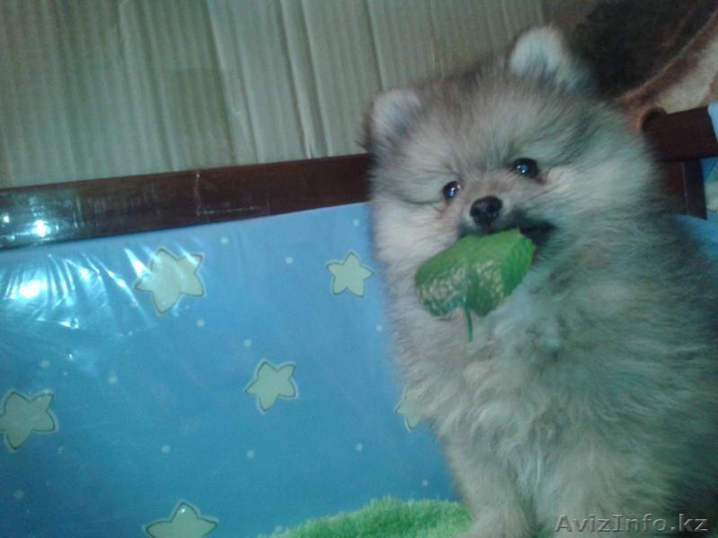 померанский шпиц - Изображение #2, Объявление #780793