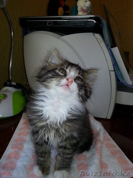 Продам котят!!! - Изображение #1, Объявление #779286