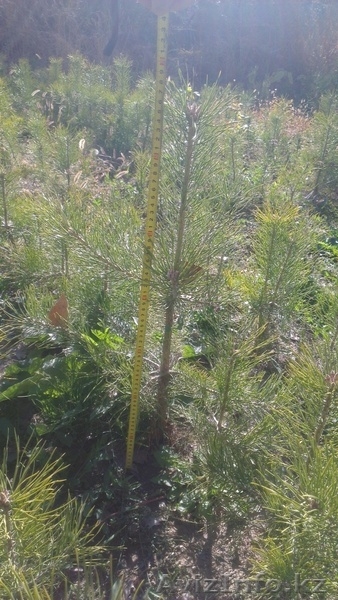 Сосны 2-х годичные 50-70 см, 500 ед.   - Изображение #3, Объявление #775090