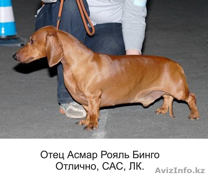 щенки таксы 4 мсяца - Изображение #3, Объявление #772368