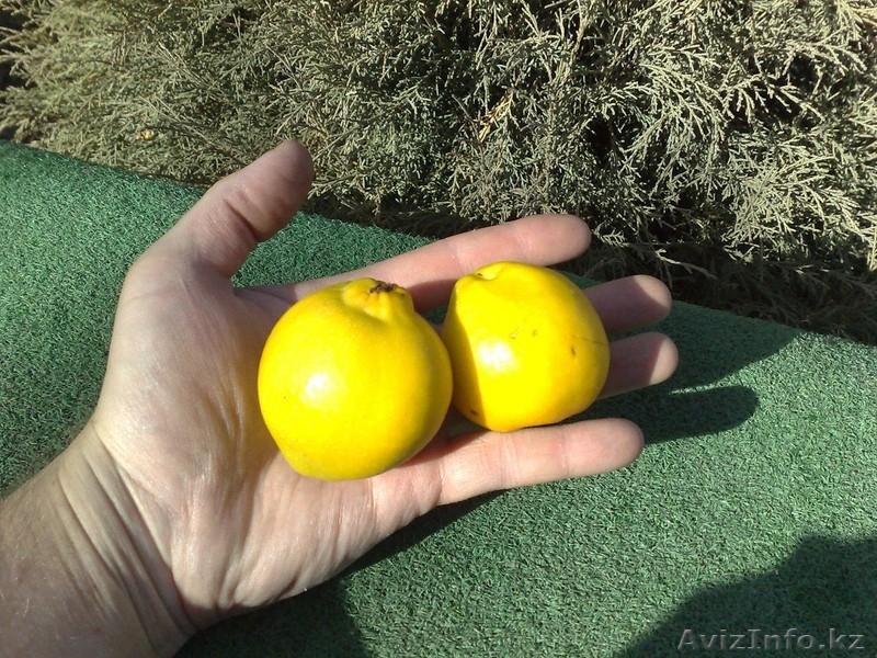 Саженцы декоративных растений - Изображение #4, Объявление #775420