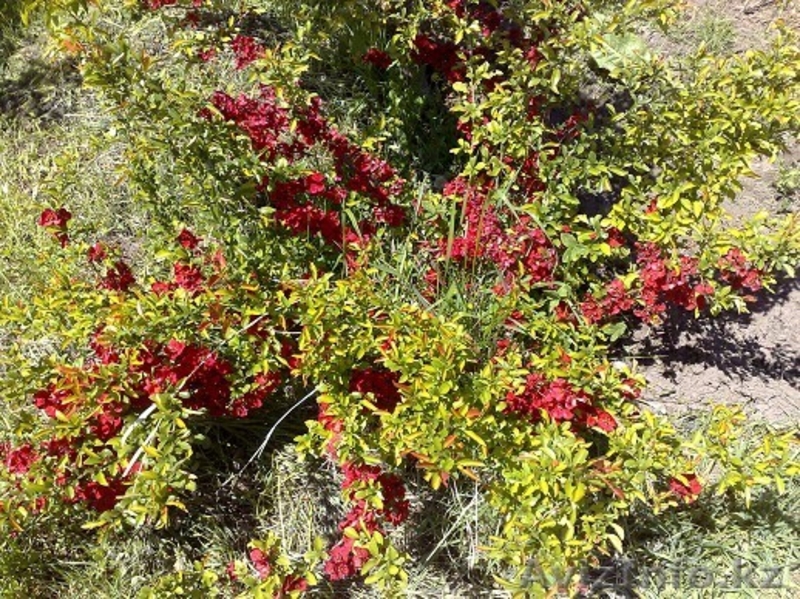 Саженцы декоративных растений - Изображение #5, Объявление #775420