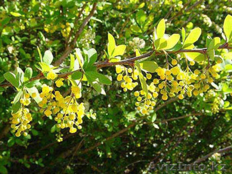 Саженцы декоративных растений - Изображение #3, Объявление #775420