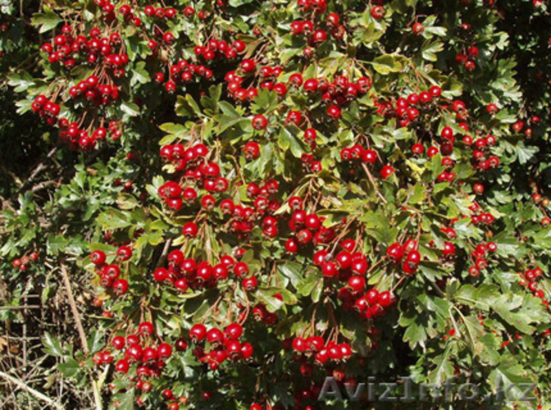 Саженцы декоративных растений - Изображение #6, Объявление #775420