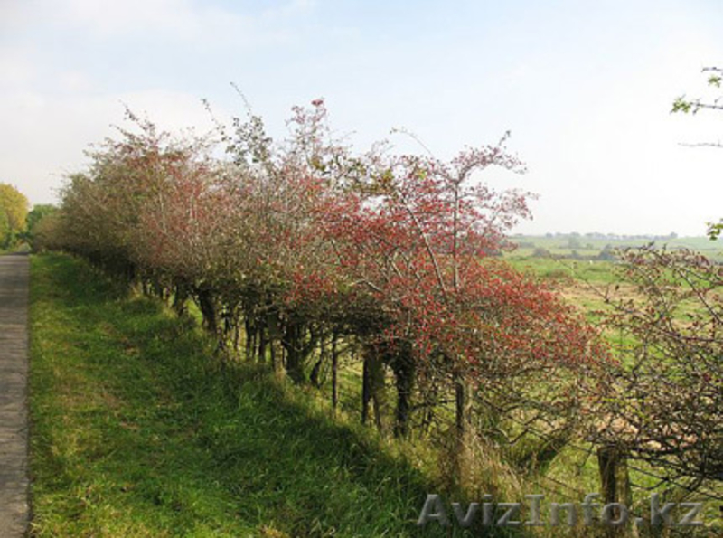 Саженцы декоративных растений - Изображение #7, Объявление #775420