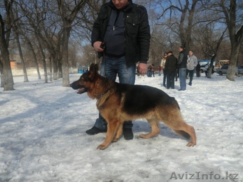  Немецкой овчарки щенки - Изображение #2, Объявление #774914