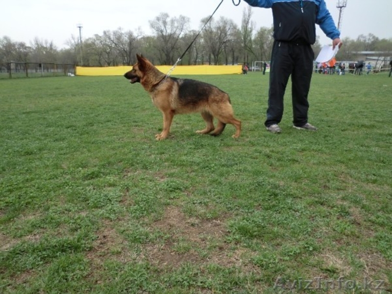  Немецкой овчарки щенки - Изображение #3, Объявление #774914