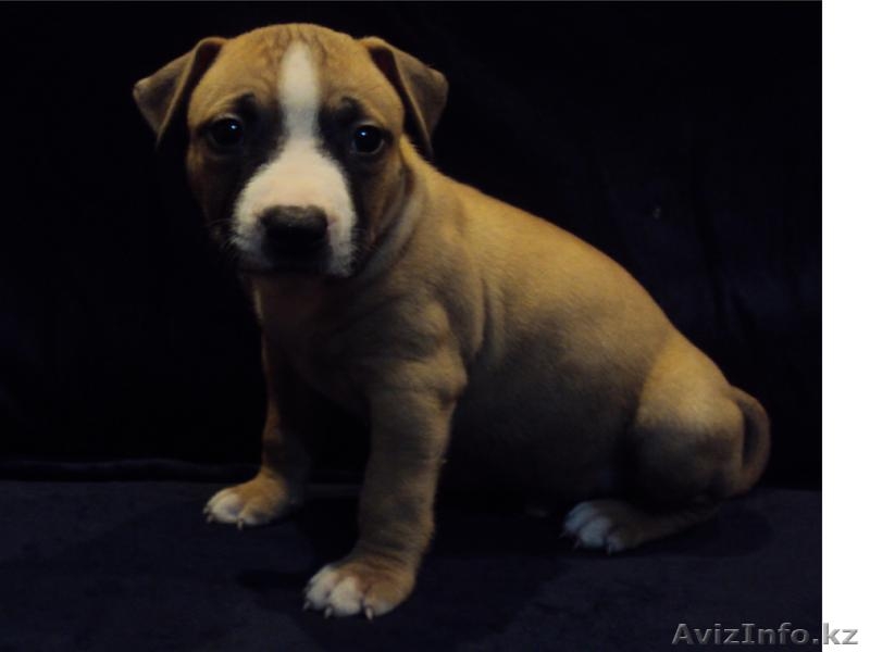 Щенки Америк-го Стаффордширского Терьера - Изображение #1, Объявление #782288