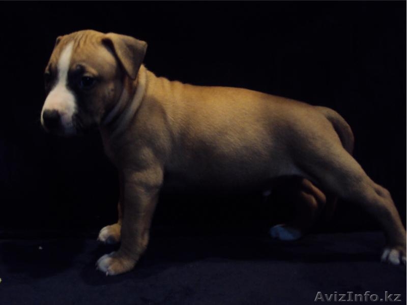 Щенки Американского Стафф-го Терьера - Изображение #2, Объявление #782677