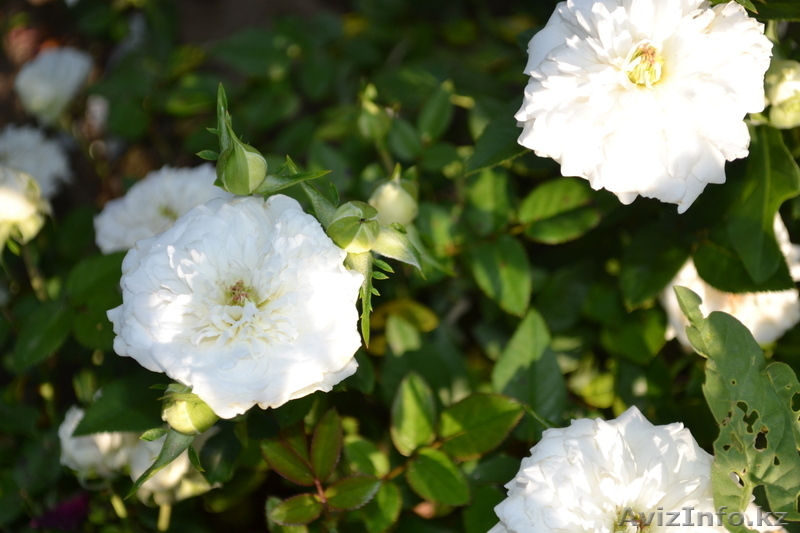 Продам саженцы. - Изображение #8, Объявление #391284