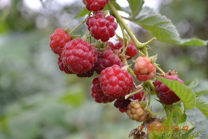 Продам саженцы. - Изображение #3, Объявление #391284