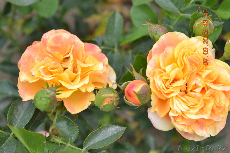 Продам саженцы. - Изображение #5, Объявление #391284